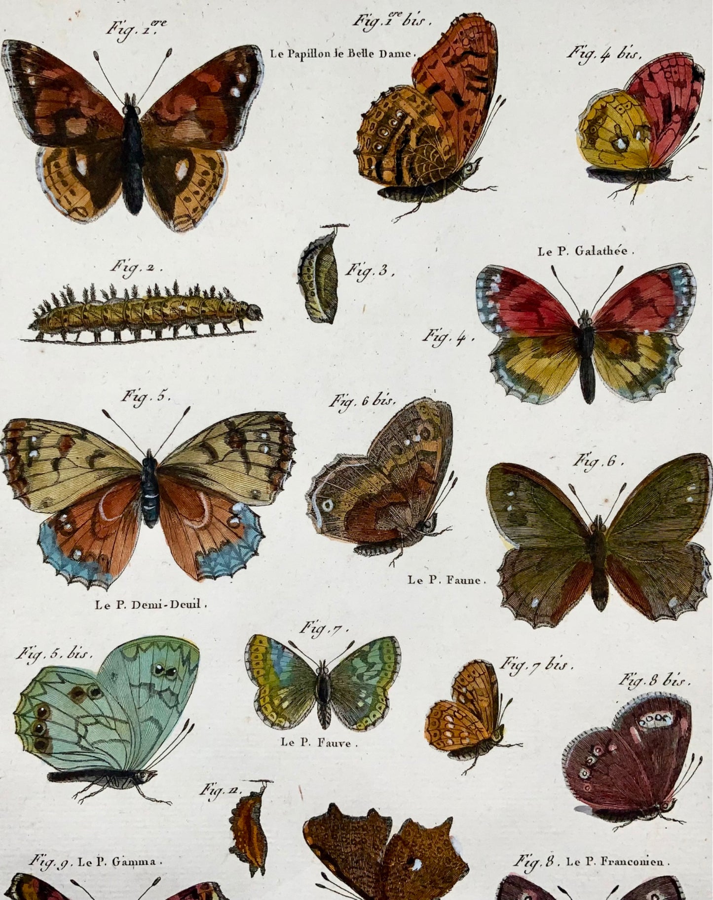 1794 Farfalle europee (II), Latreille, incisione in quarto colorata a mano