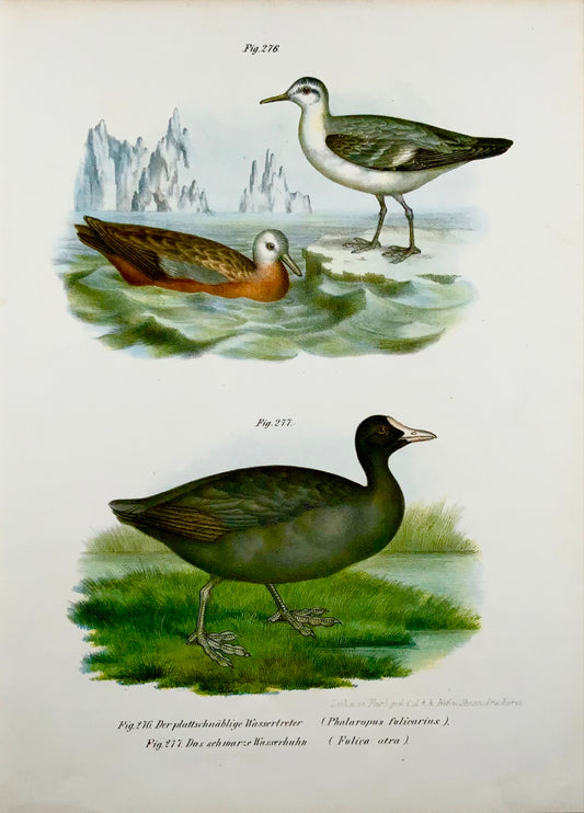 1860 COOT Phalaropus Birds - Litografia a colori Fitzinger FOLIO con colore a mano