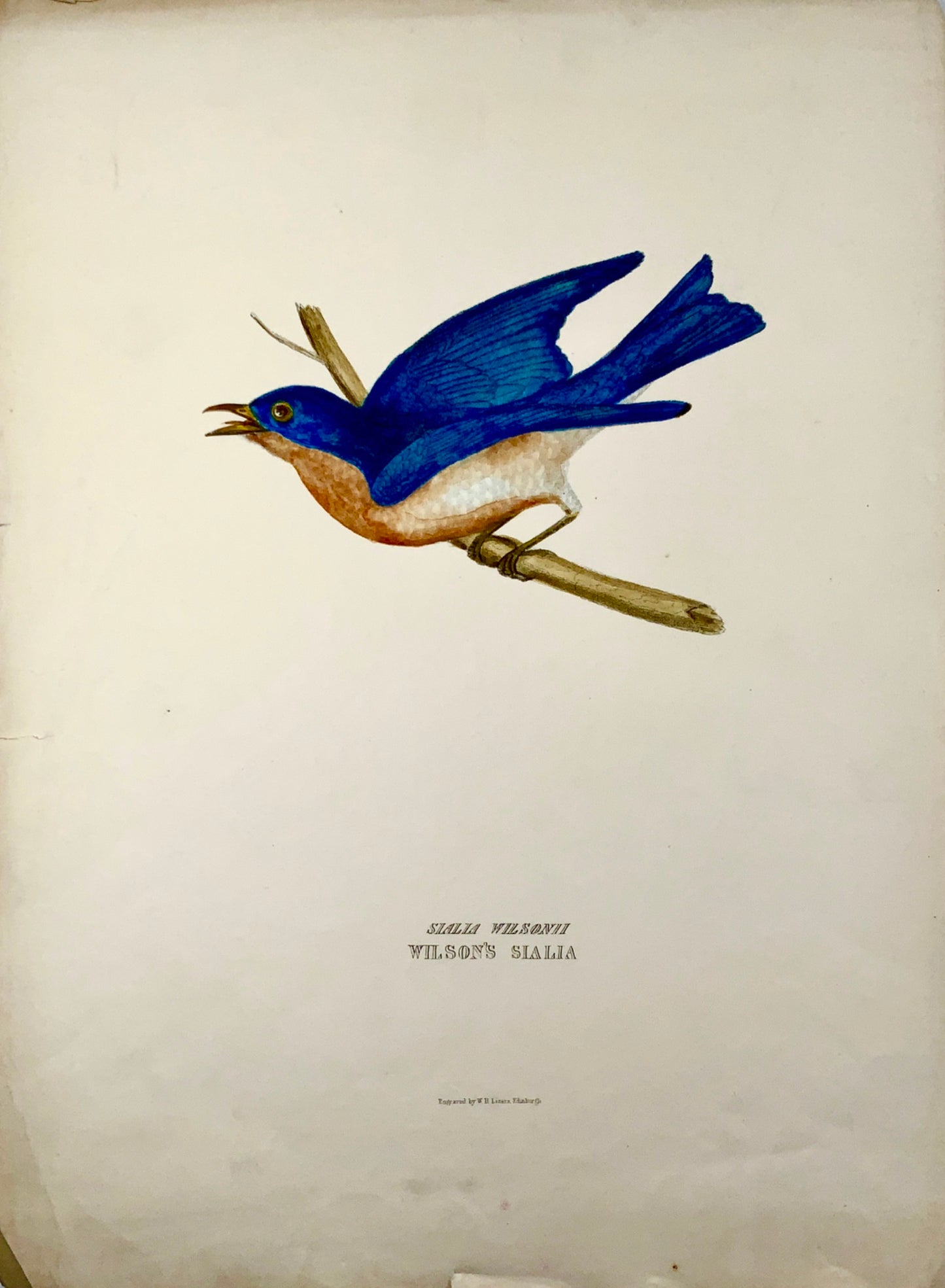 1846 EASTERN BLUEBIRD Ornithology - Brown hand coloured Large Folio (36cm)