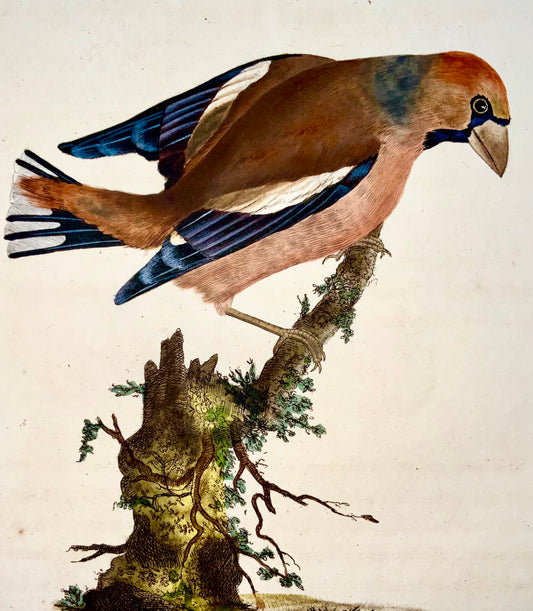 1794 Edward Donovan - GROSBEAK Bird - gravure sur cuivre colorée à la main exquise