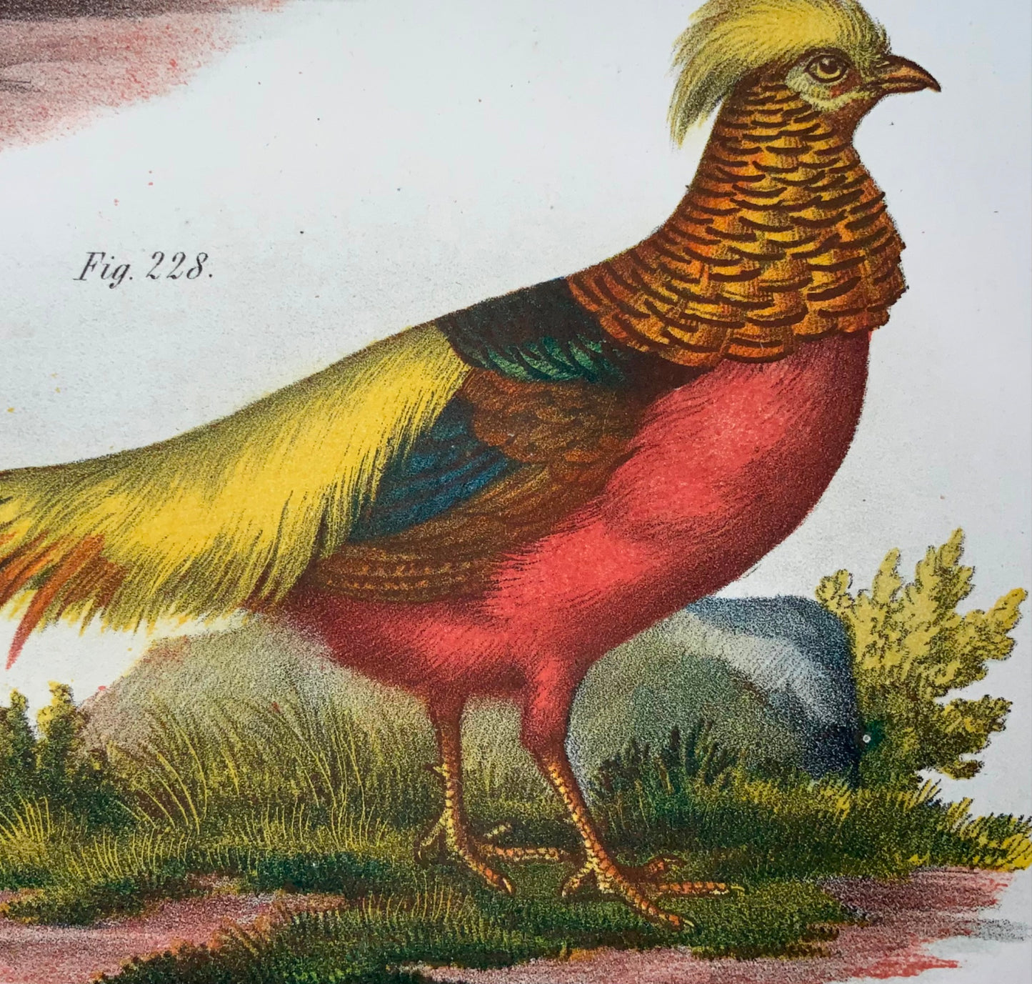 1860 Faisans, Fitzinger, lithographie en couleurs avec finition à la main, ornithologie