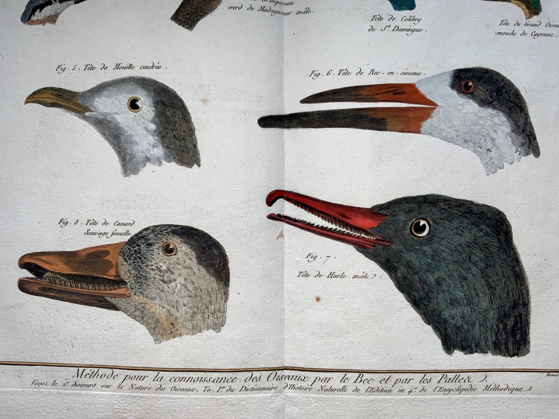 1780 Benard - Comparative view of WATERBIRDS BEAKS - handcol. 46 cm engraving