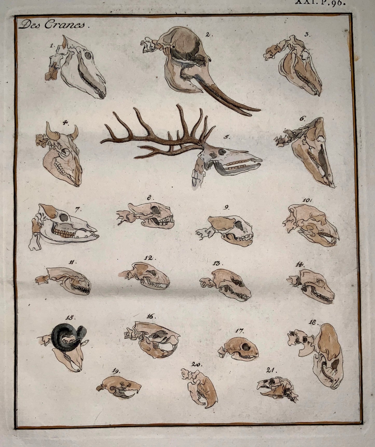 Joh. Rud. Schellenberg 1740-1806; Folio Comparative ANIMAL SKULLS - 1783 - Zoology