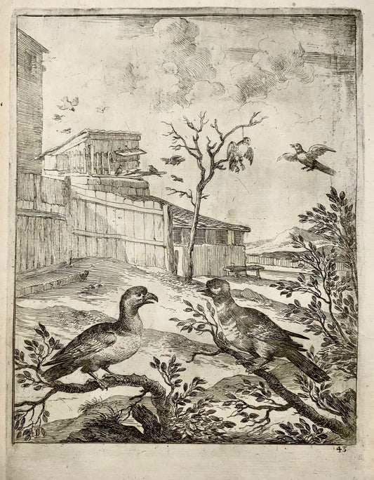 1666 Wenceslaus Hollar (1607-1677), Falco e usignolo, Esopo, maestro dell'incisione, arte classica 