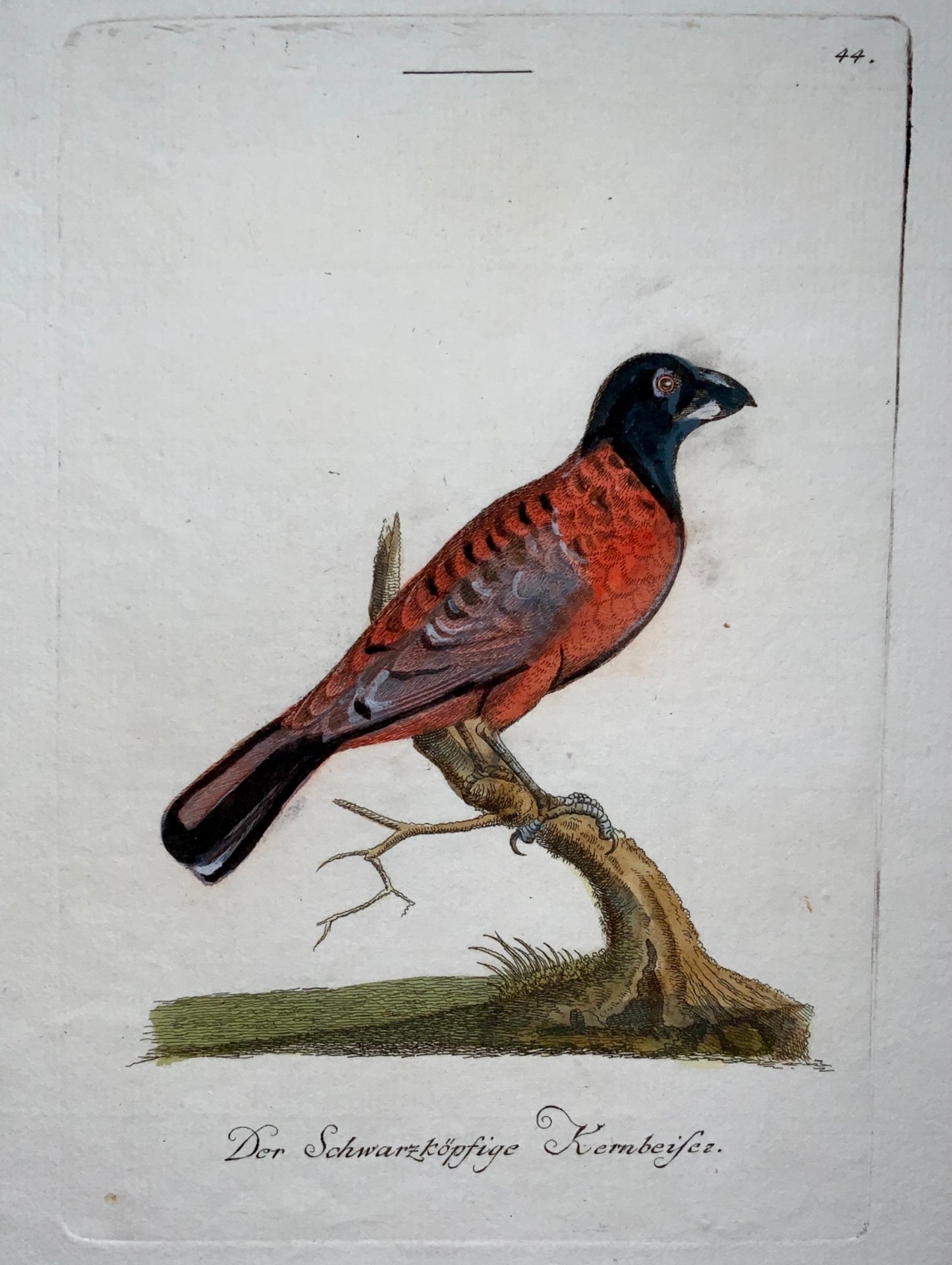 1793 John Latham - HAWFINCH - hand coloured copper engraving - Ornithology