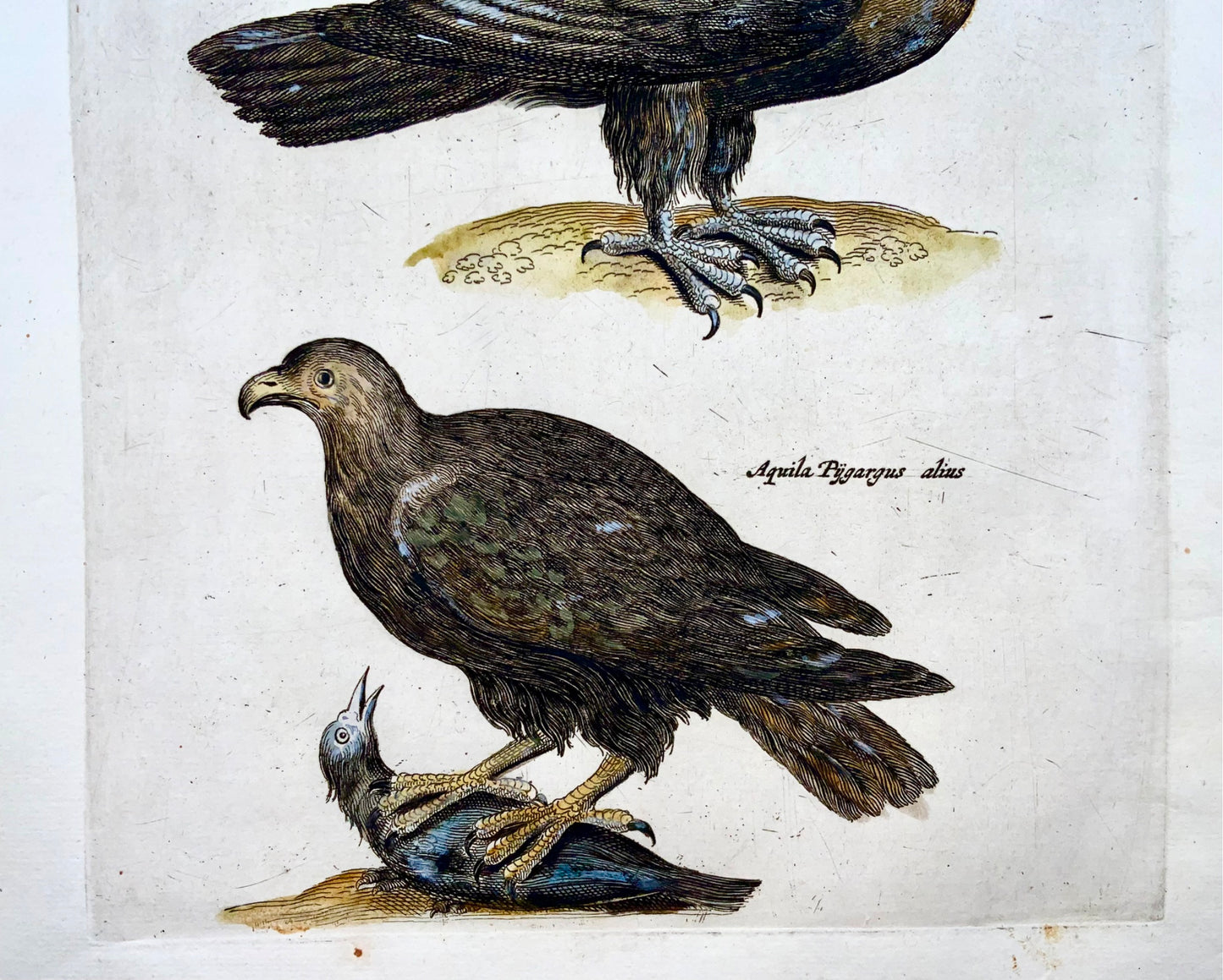 1657 EAGLES, Birds of Prey - Matt. MERIAN Folio hand coloured copper engraving