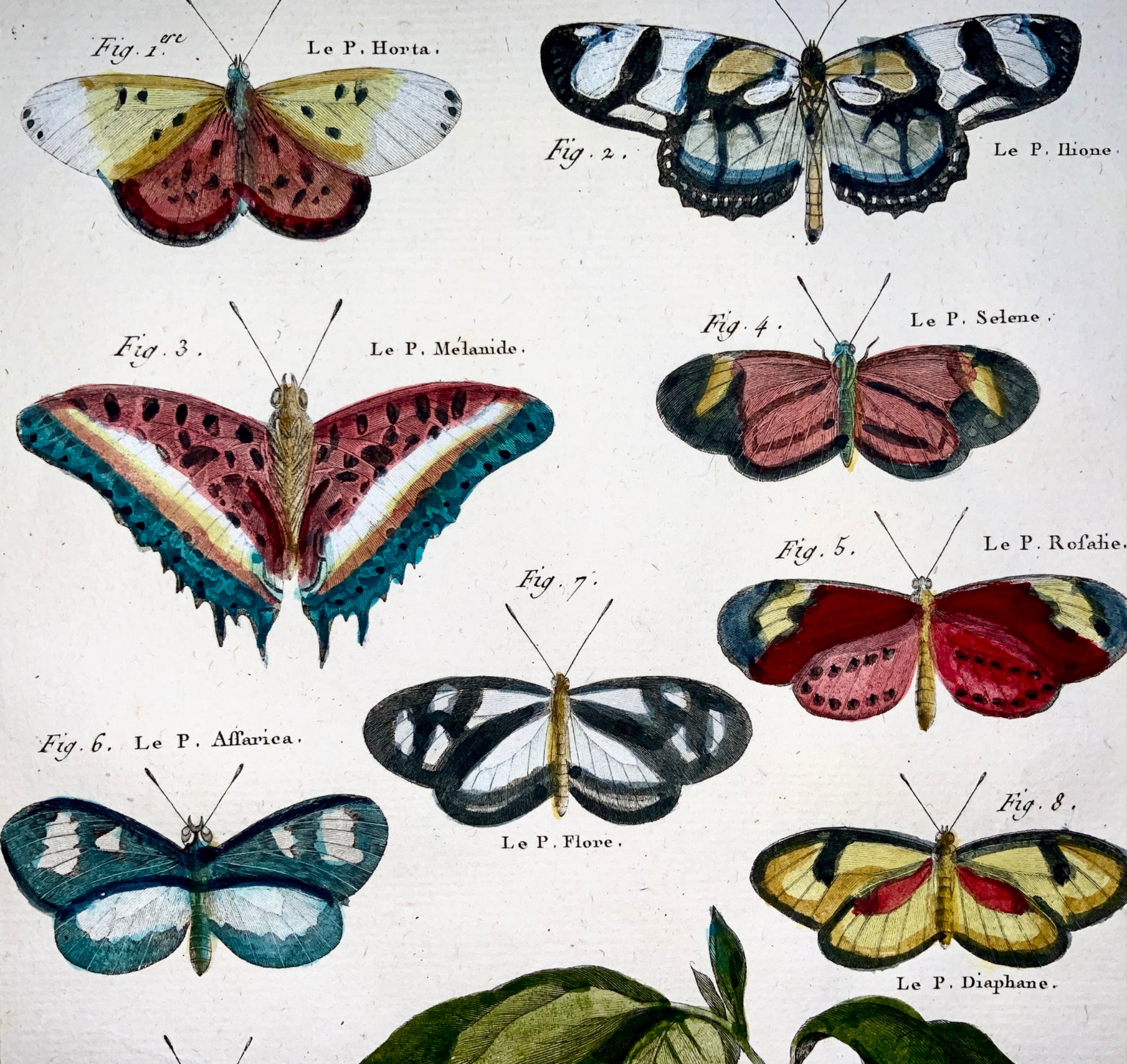1794 Latreille; Handcol quarto copper engraving Butterflies ‘Papillons ailes’