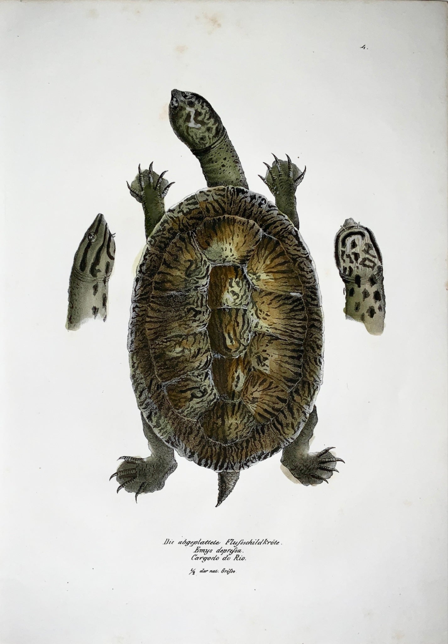 1833 H.R. Schinz (b1777) - Forest TURTLE - Hand colour stone lithograph - Amphibians
