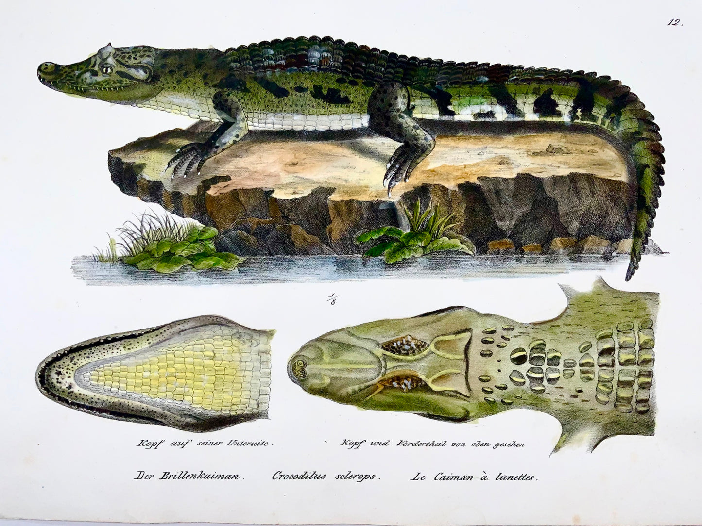 1833 HR Schinz (b1777) Caïman à lunettes, lithographie coloriée à la main, reptile
