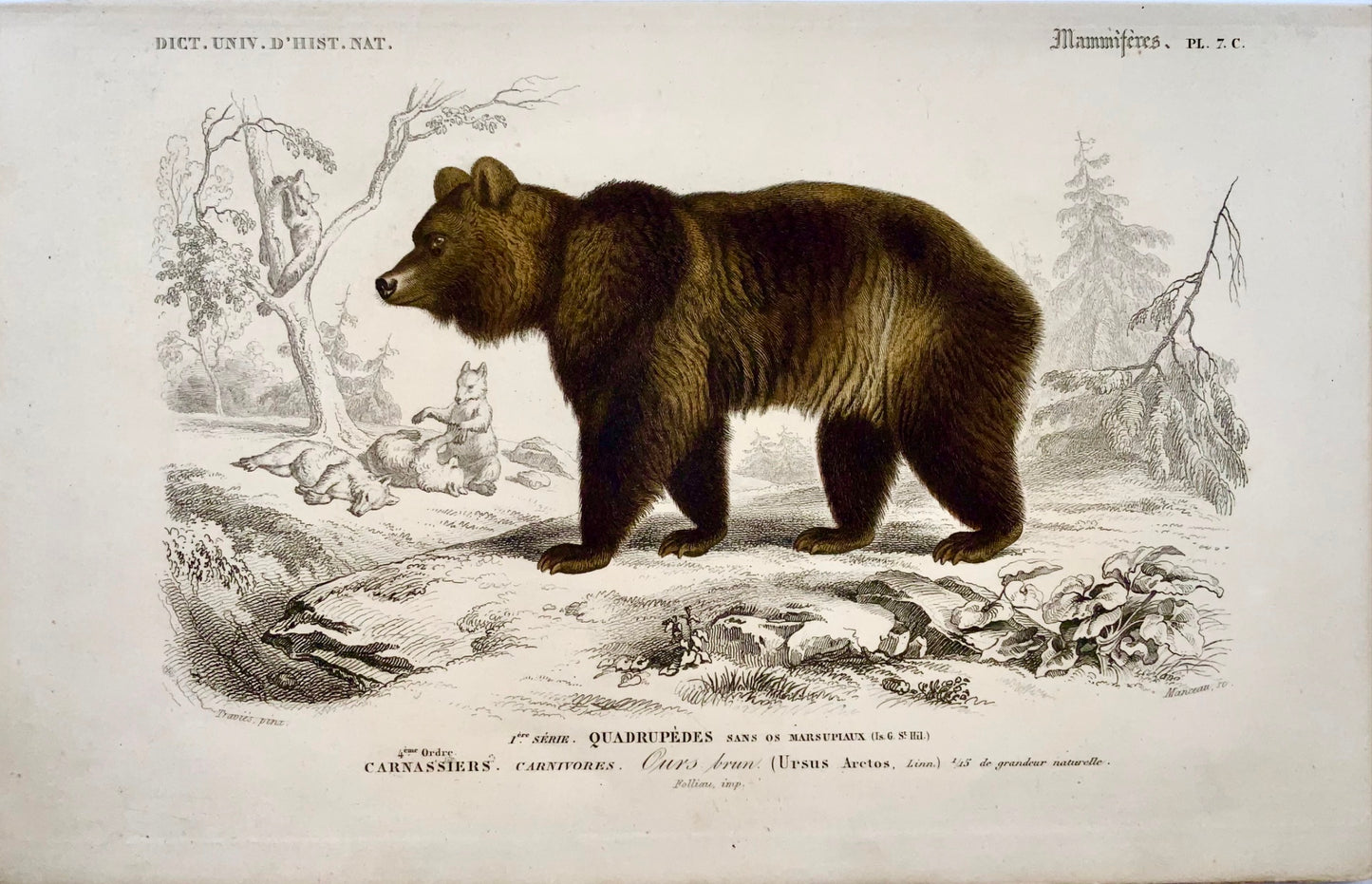 1840 Orso bruno, Ed Travies [b1809], colore originale a mano, mammifero 