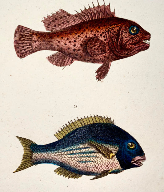 1836 Lacepede, pesci esotici, pesci pappagallo, colorati a mano, incisione