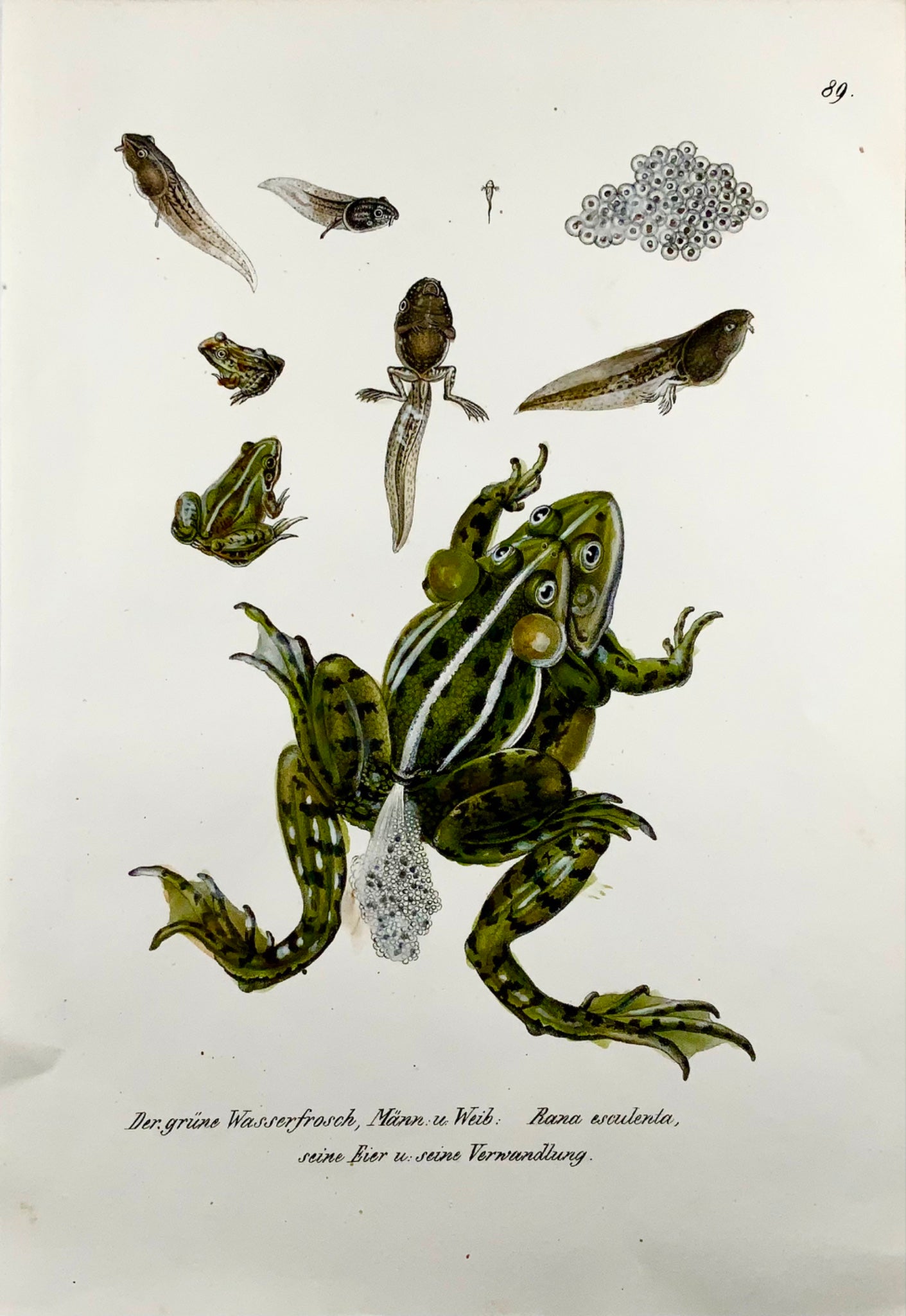 1833 H.R. Schinz (b1777) EDIBLE FROG - Handcoloured stone lithograph - Amphibian