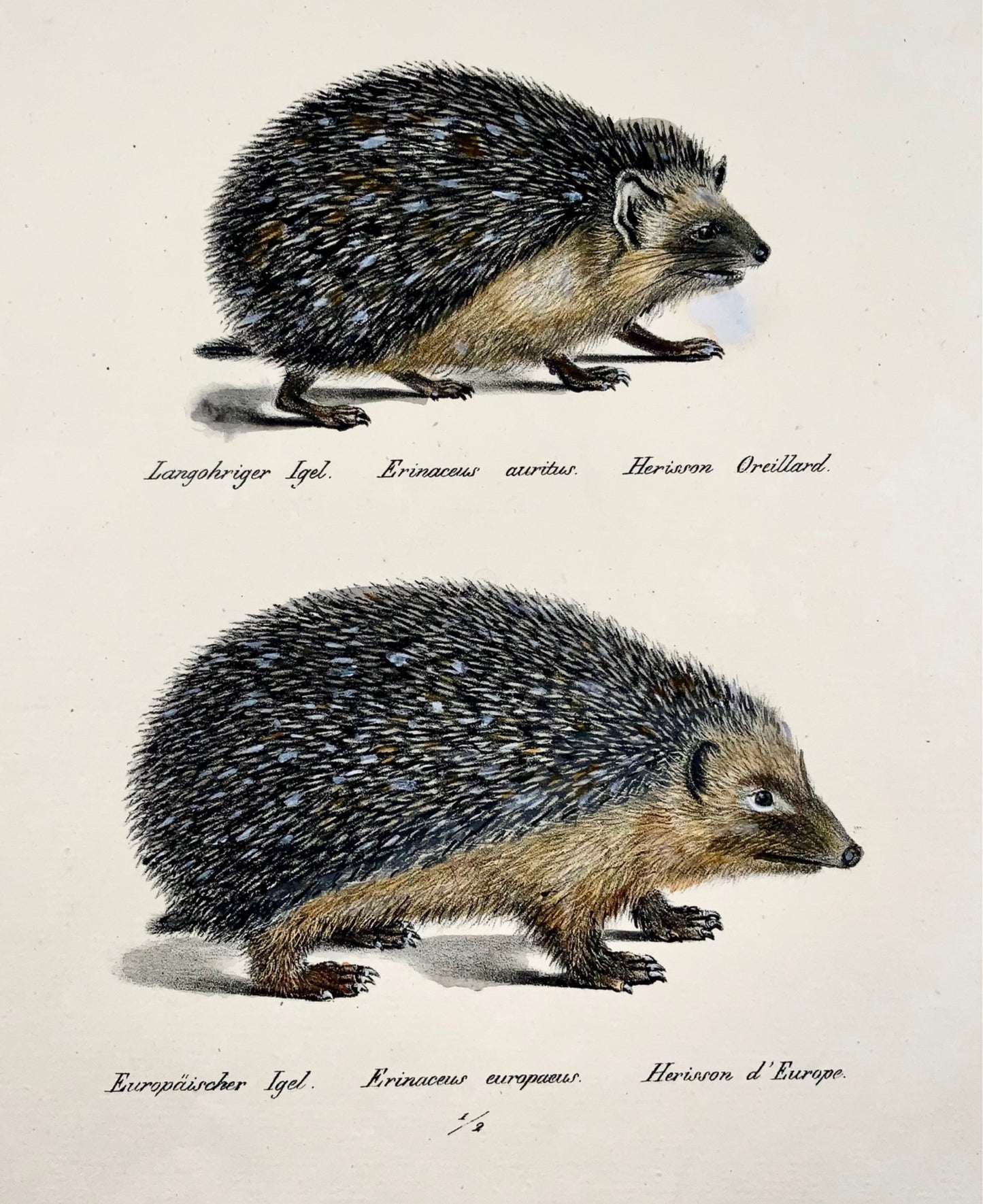 1824 Hedgehogs - K.J. Brodtmann hand colored FOLIO lithograph - Mammals