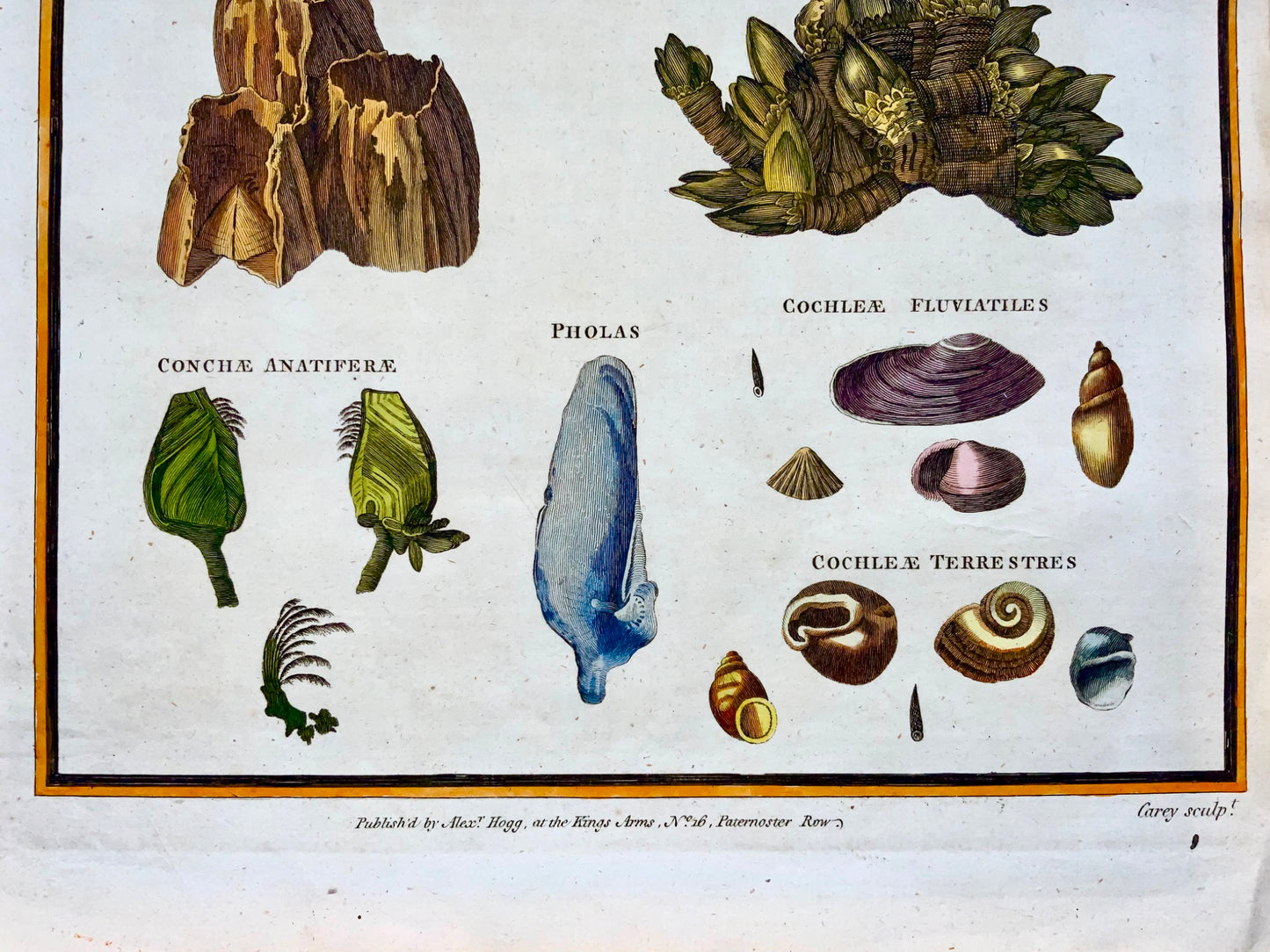 1785 Conchiglie, ricci, conchiglia, vita marina, folio, colorato a mano
