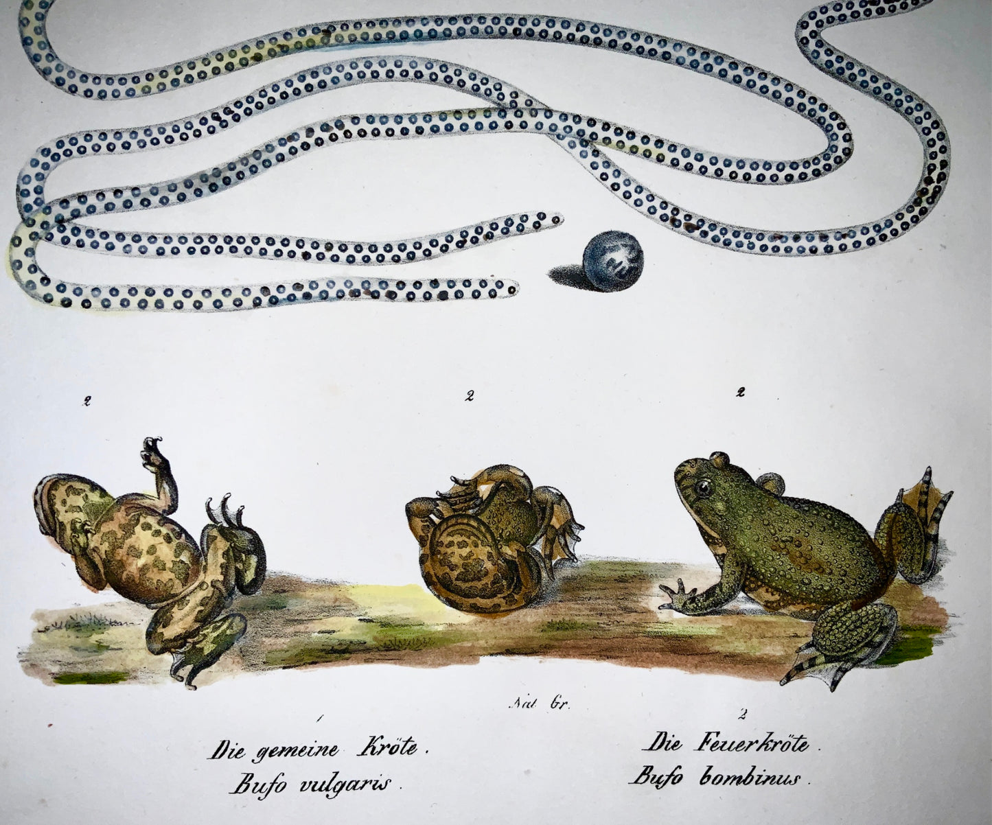 1833 H.R. Schinz (b1777) TRUE TOADS - Handcoloured stone lithograph - Amphibians