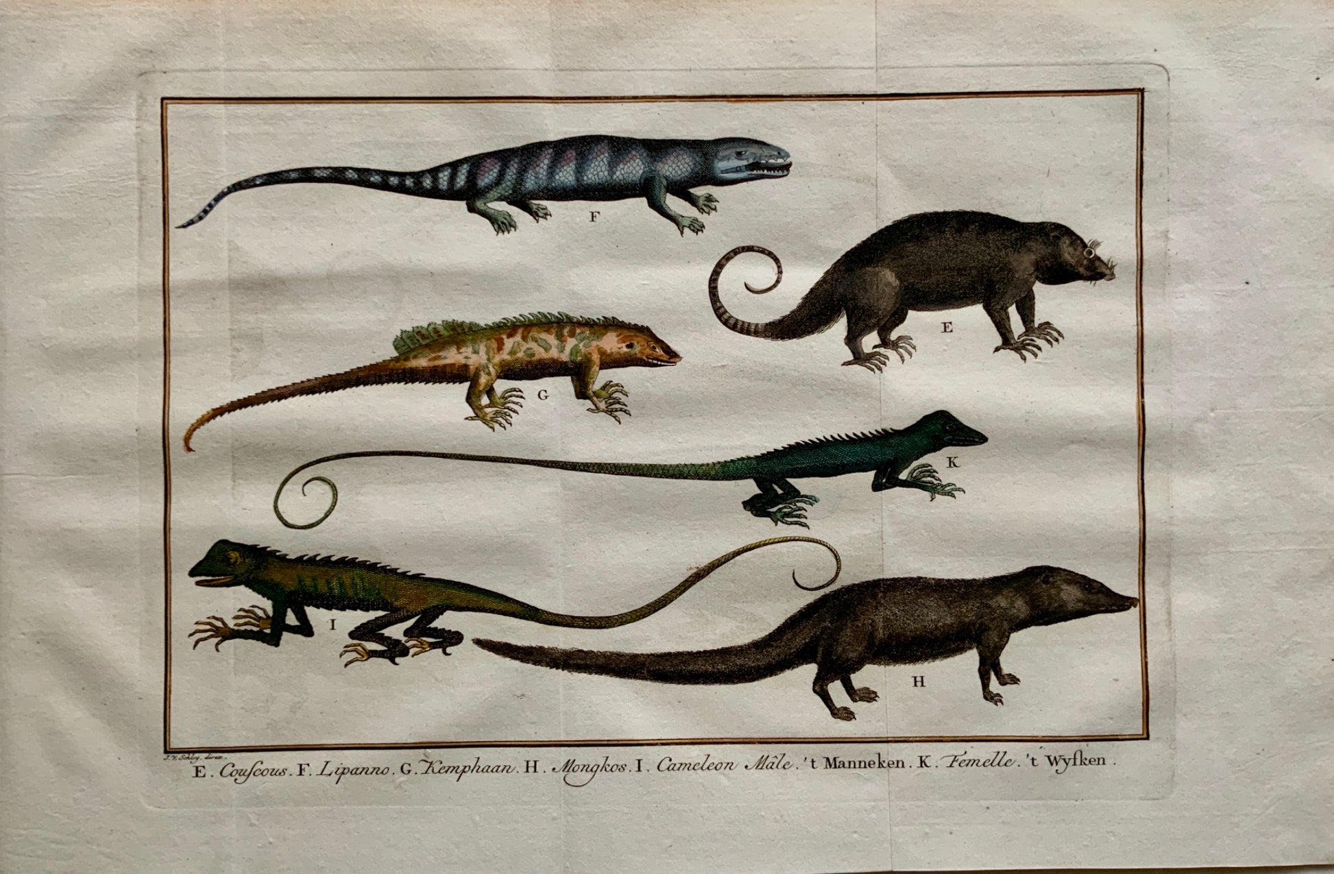 1763 J. Schley - Reptiles Lizards: Chameleon Mongoose Monitor Sailfin copper engraving