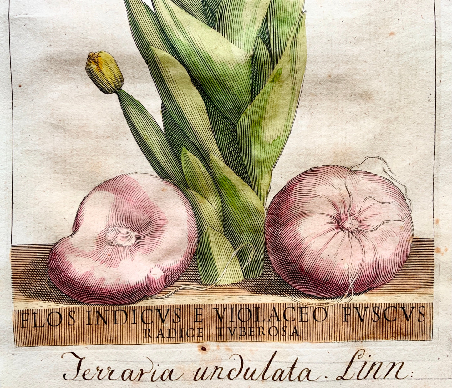G. B. Ferrari (1584-1655) Quarto engraving hand colour VIOLACEO FUSCUS 1638 - Botany