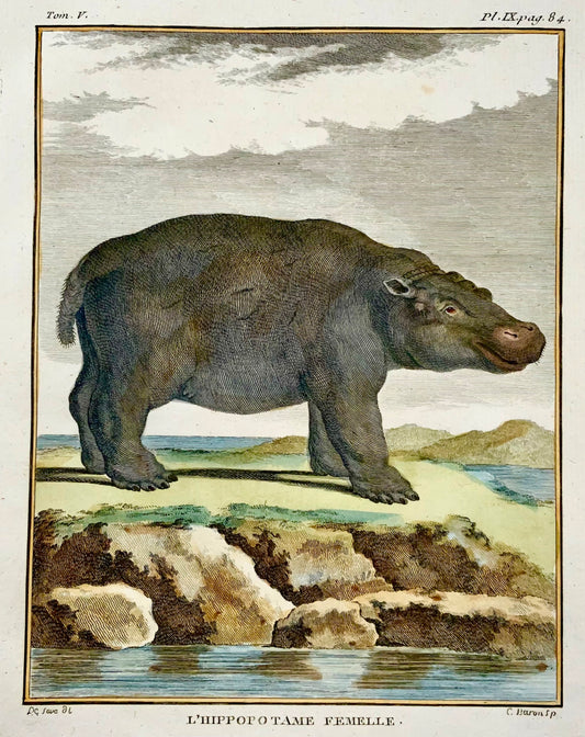 1766 De Seve; Barone, Ippopotamo, edizione grande in quarto, incisione colorata a mano, mammiferi