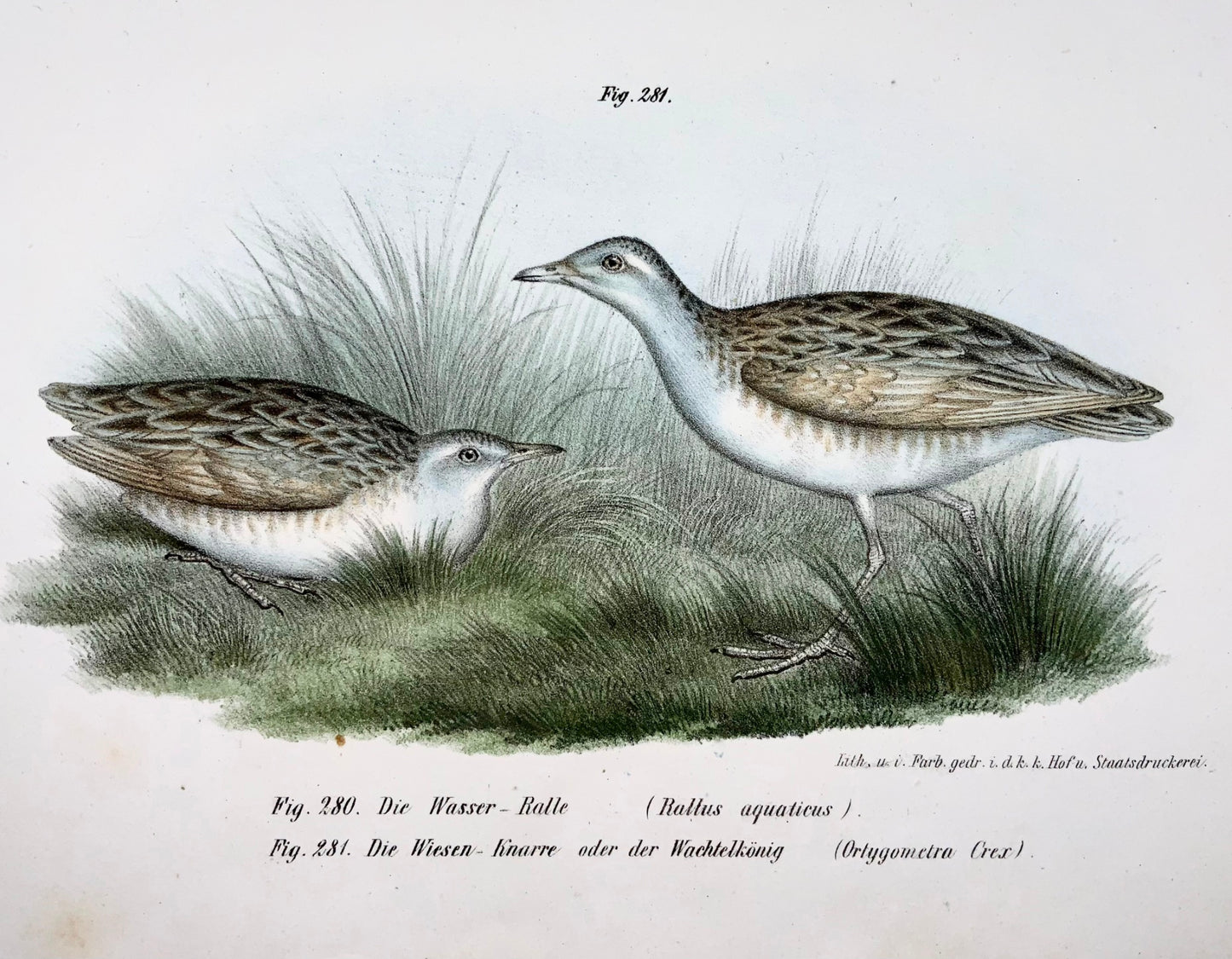 1860 WATER RAIL, CRAKE Birds - Fitzinger FOLIO colour lithograph