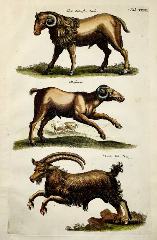 1657 Bouquetin, Mouflon, Chèvres, Matt. Merian, in-folio, gravure coloriée à la main, mammifères