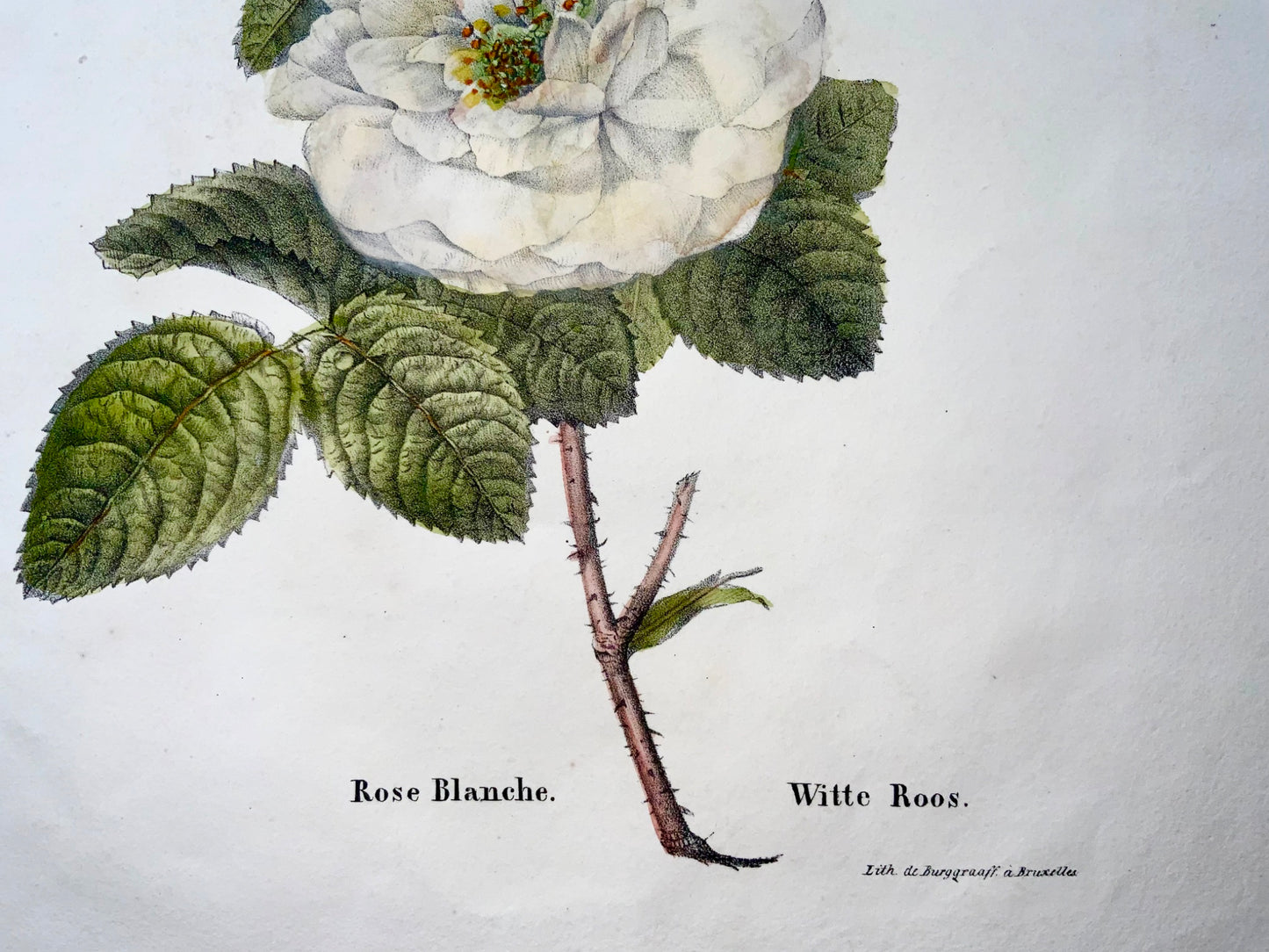 1820 c Rose blanche, lithographie in-folio sur pierre de Burggraaf avec couleur à la main, botanique