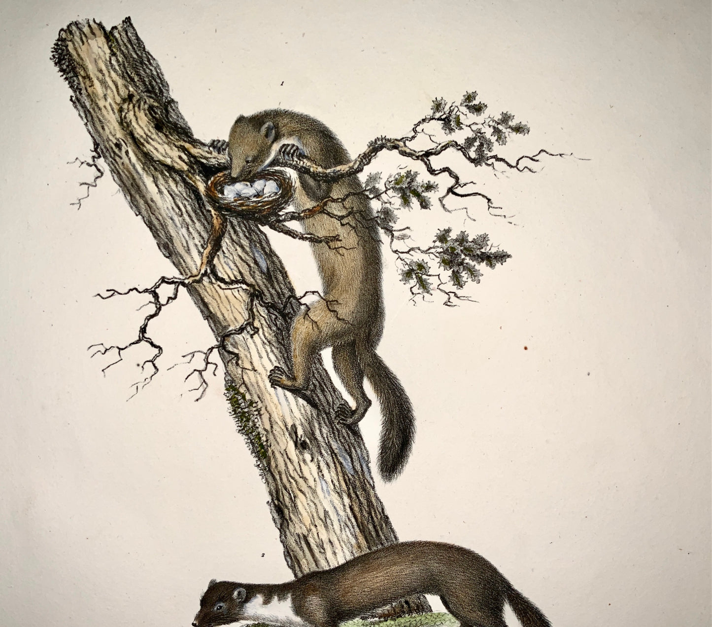 1824 WEASELS Mustela Mammals - K.J. Brodtmann hand colored FOLIO lithography