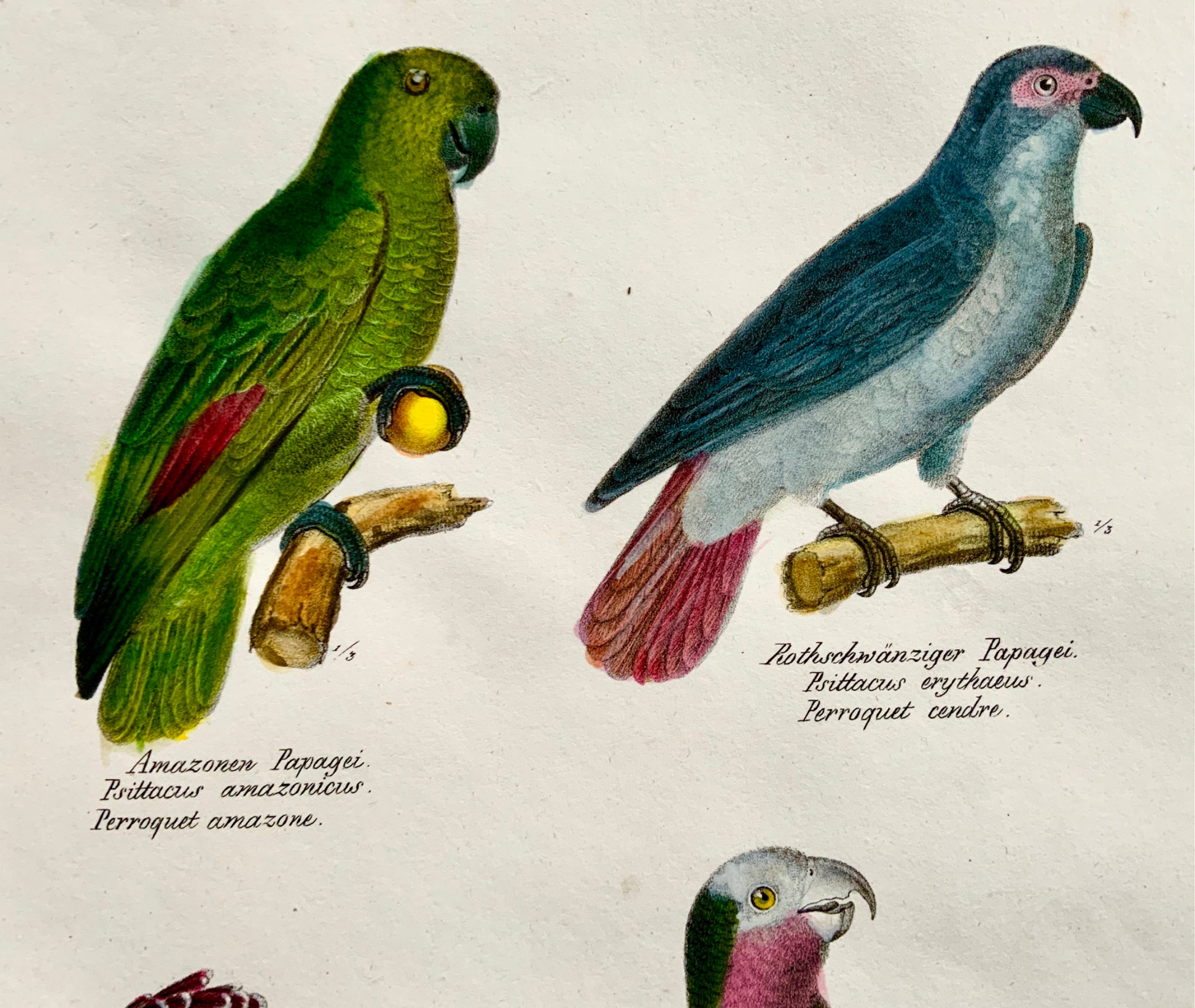 1830 PARROTS Ornithology - Brodtmann hand coloured FOLIO lithography