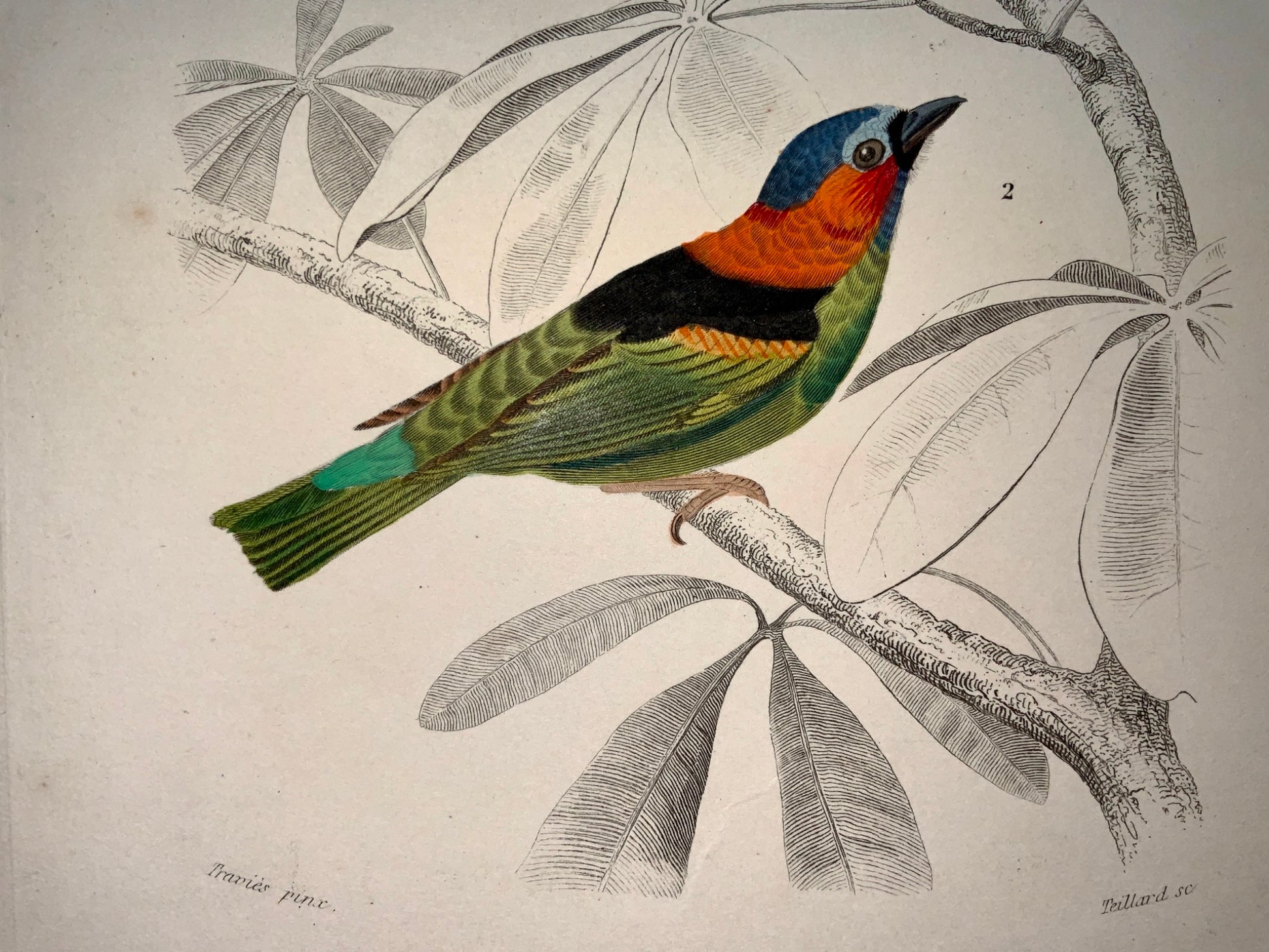 Edouard Travies [1809-1876] - Tangara - fine original hand colour - Ornithology