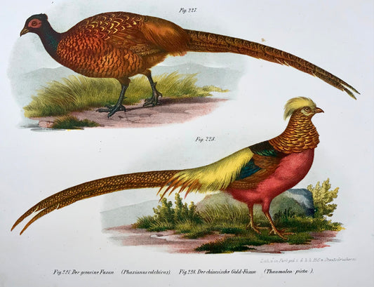 1860 Fagiani, Fitzinger, litografia a colori rifinita a mano, ornitologia