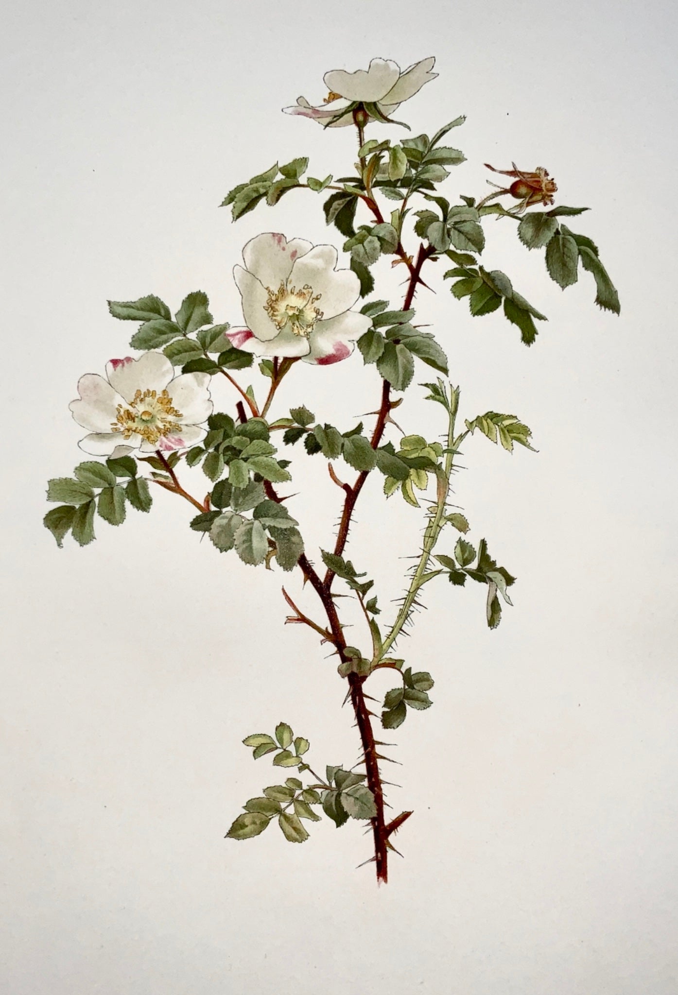 1914 WILLMOTT, Ellen Ann (1858-1934); ROSA INVOLUTA Rosa bianca 37 cm - Botanica, Fiore