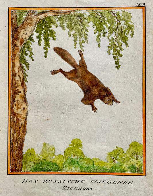 1816 Russian Flying Squirrel INCUNABULA LITHOGRAPHY Schmidt 4to hand coloured - Mammal