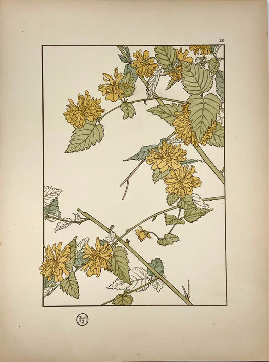 1904 Jeannie Foord, fiore decorativo, litografia a colori 'pochoir', botanica