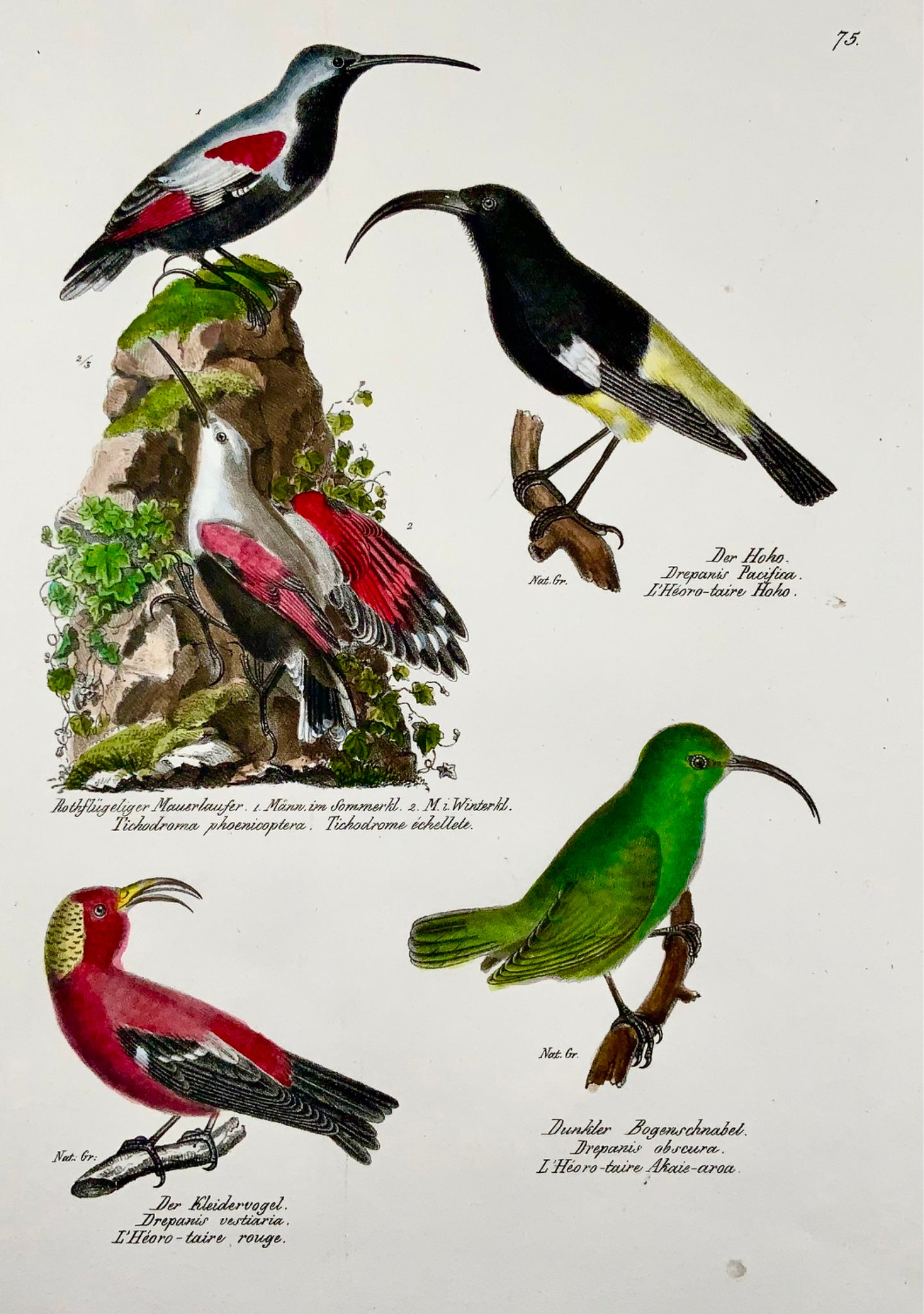 1830 Drepanis Wallcreeper, ornithology, Brodtmann, folio, lithograph