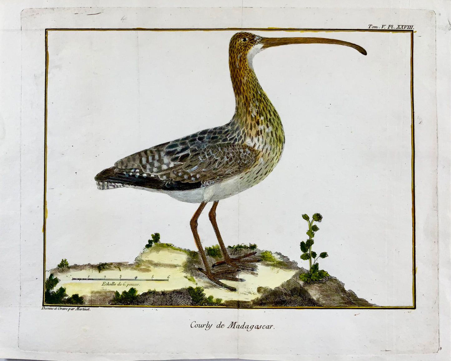 1760 Fr. Nic. Martinet (b1725), exotic curlew, ornithology, copper engraving