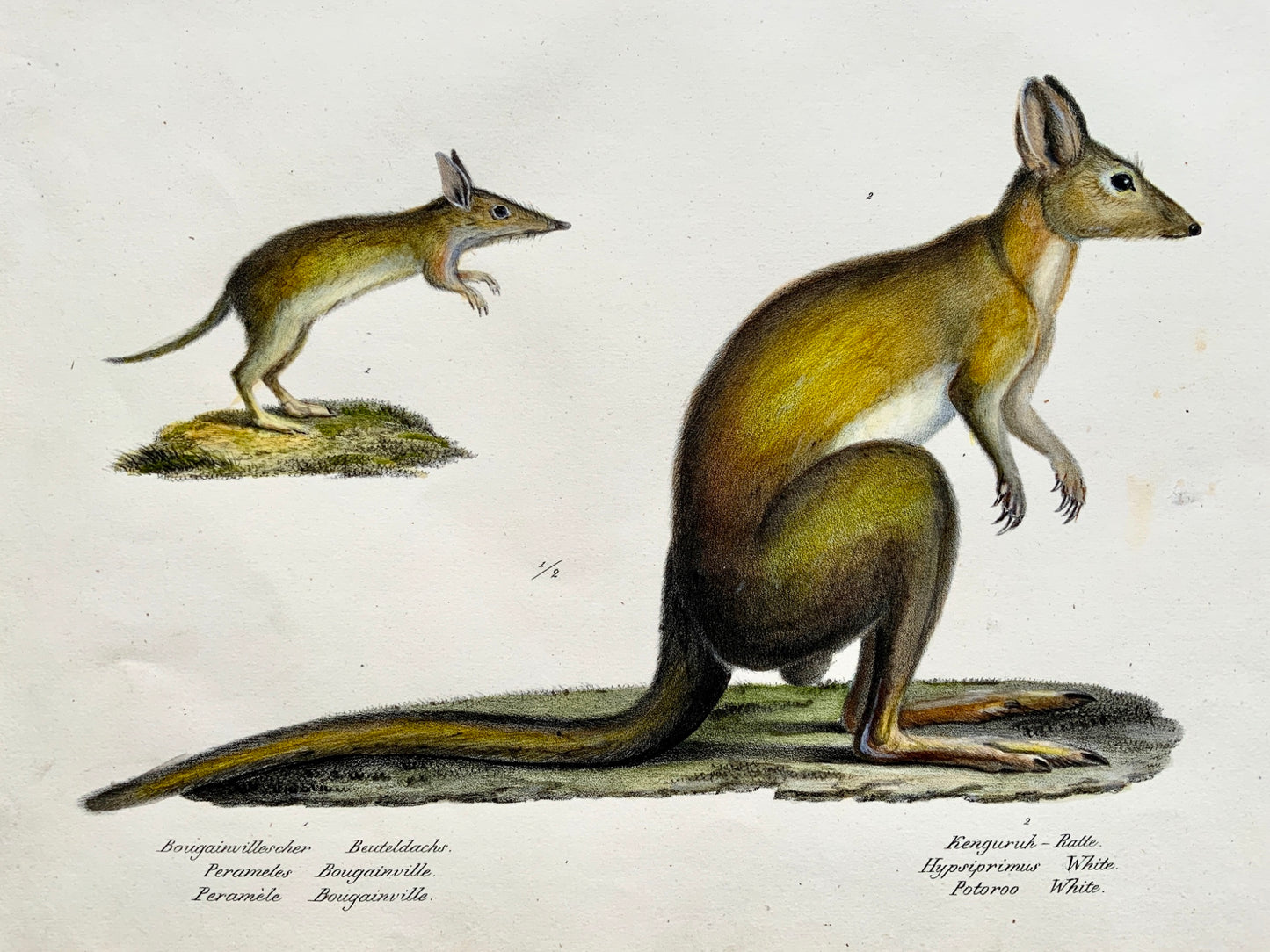 1824 Kangaroo Bandicoot Mammals - K.J. Brodtmann hand colored FOLIO lithograph