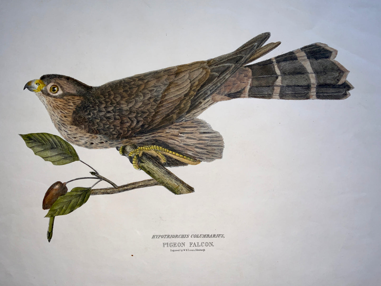 1846 PIGEON FALCON Ornithology - Brown hand coloured Large Folio (36cm)