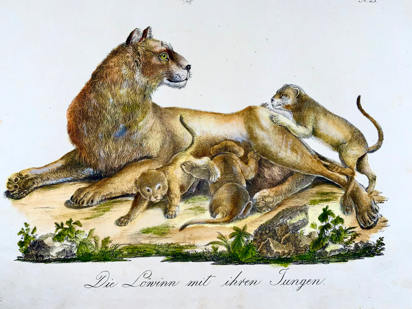 1816 LEONESSA e cuccioli - Brodtmann - Imp. folio 42,5 cm 'Incunaboli della litografia'- Mammiferi