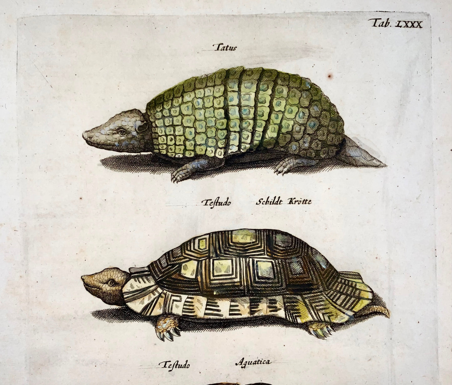 1657 Mat. Merian - Tortues Tortue Amphibiens - Gravure coloriée à la main Folio