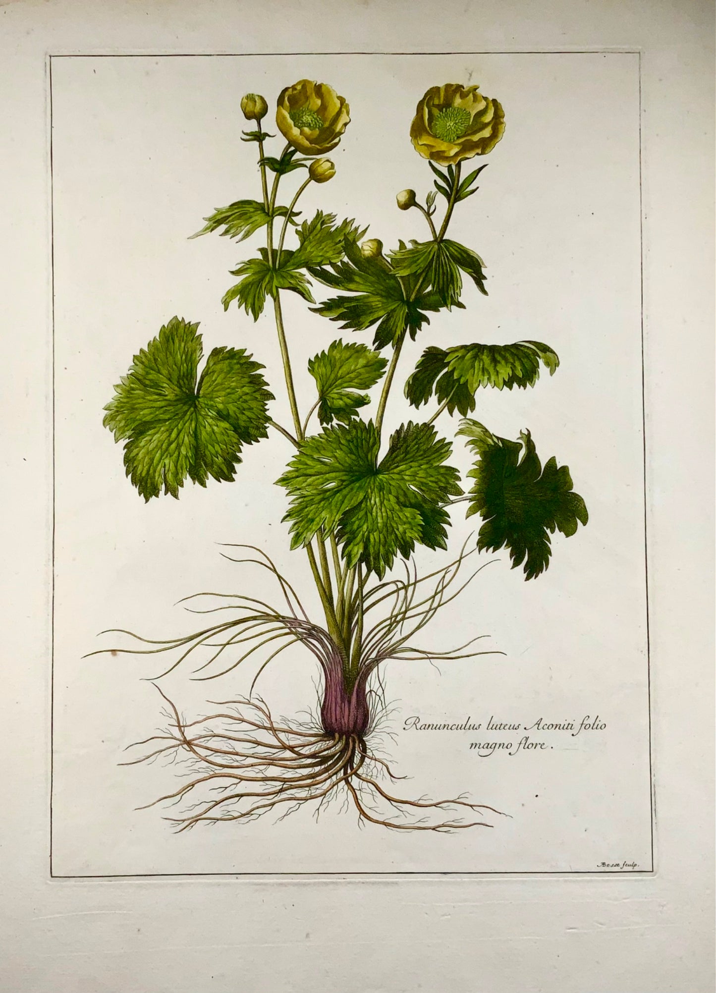 1670 c. Buttercup, Nicholas Robert (1610-1684); A. Bosse, botanical 54cm