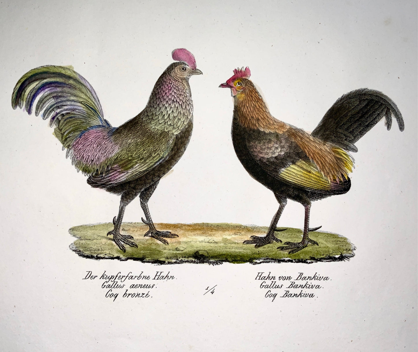 1830 POULTRY Cockerels Ornithology - Brodtmann hand coloured FOLIO lithograph