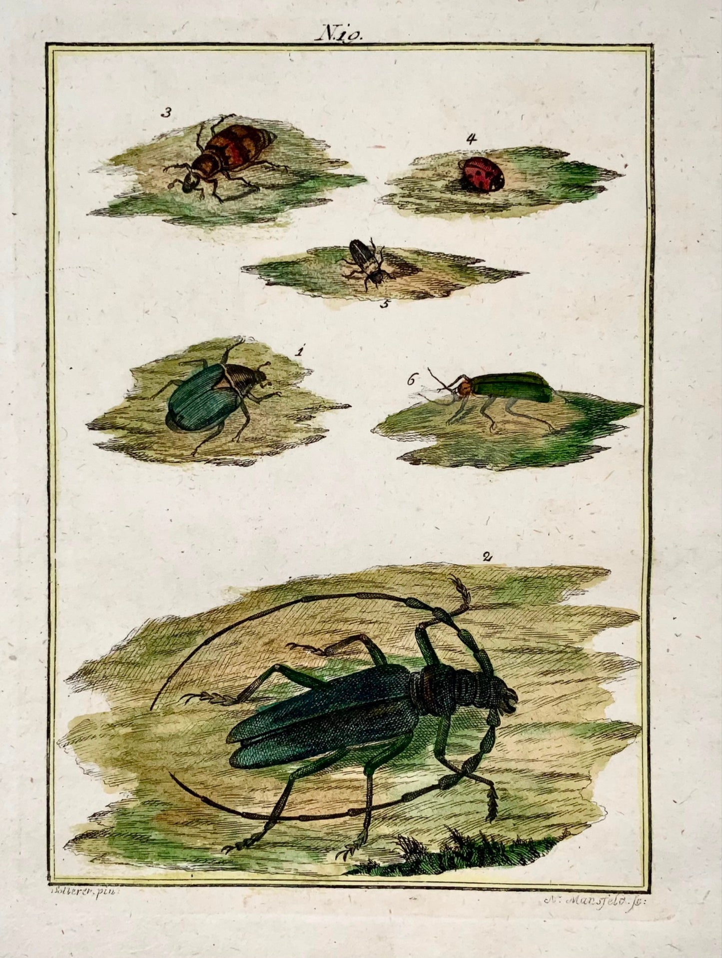 1790 Coleotteri, insetti, Joh. Incisione colorata a mano di Sollerer