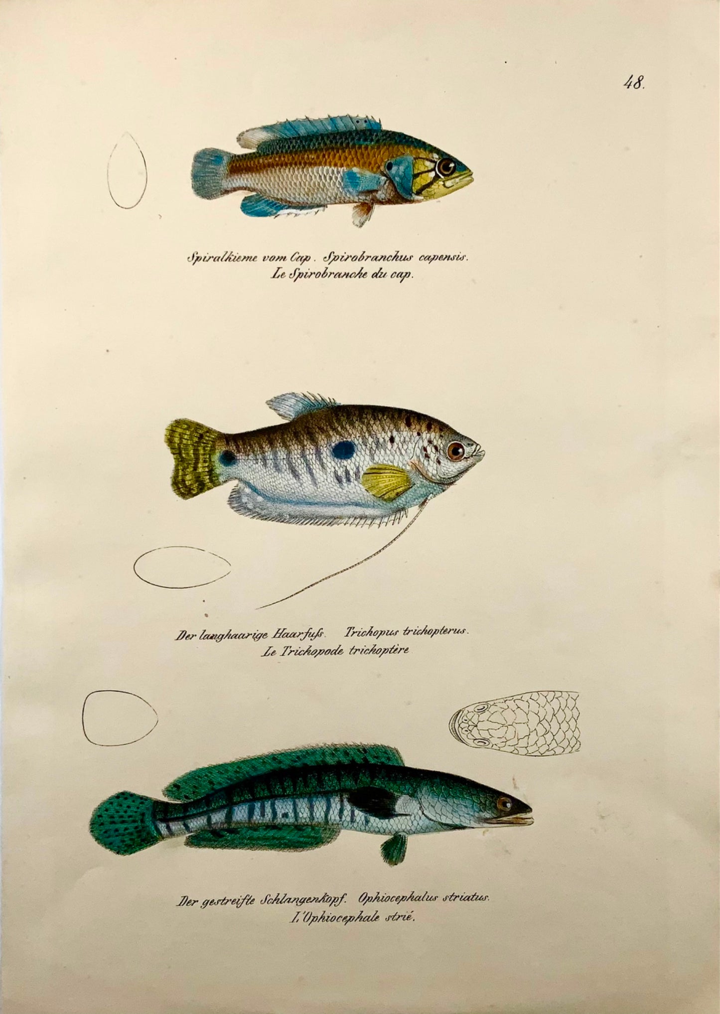 1833 Gourami, Snakehead, pesci d'acquario, H Schinz, folio, litografia colorata a mano