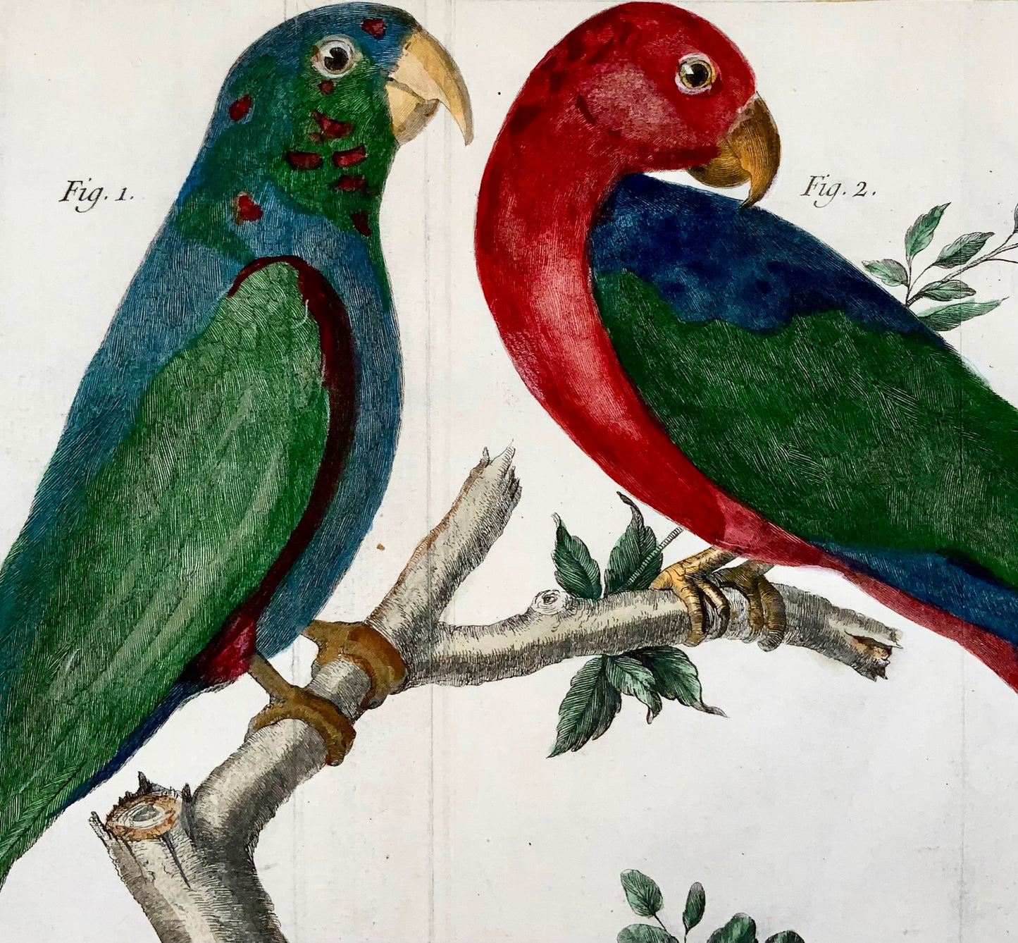 1760 Fr. Nicolas. Martinet (1725-1804) - Perroquets de Guyane - gravure sur cuivre - Ornithologie