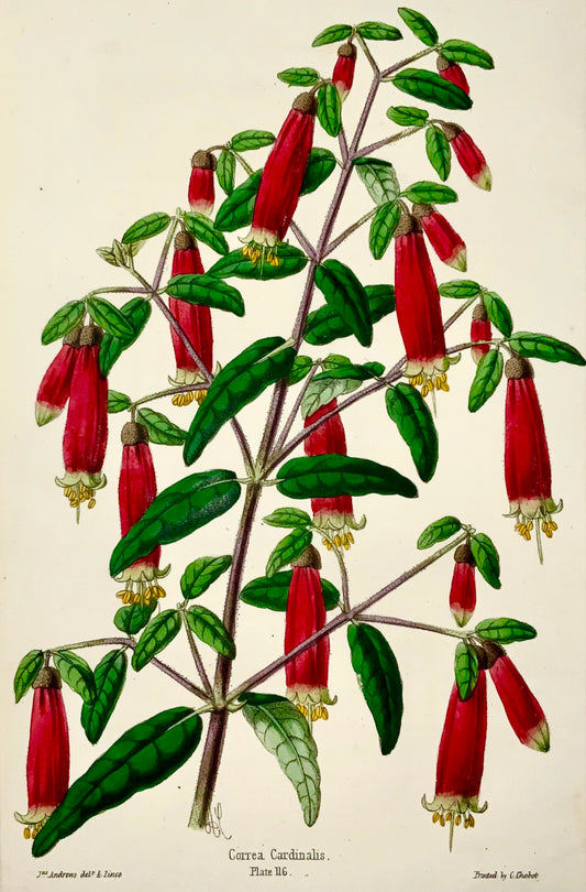 1856 Correa Cardinalis, James Andrews, exquisite hand colour, botany