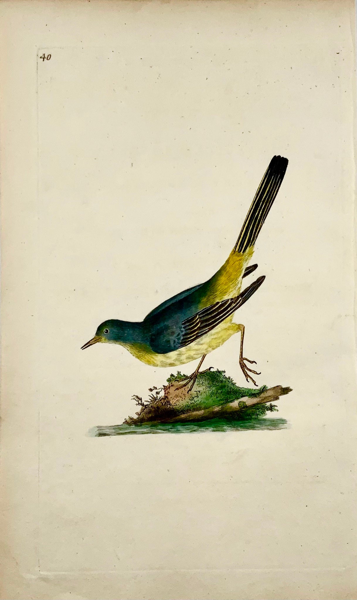 1794 Edward Donovan - FRONSOSO UCCELLO - squisita incisione su rame colorata a mano