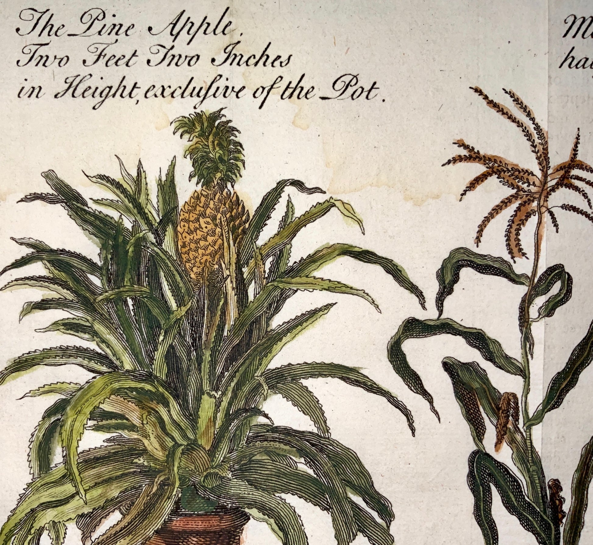 1744 B. Cole sculp. PINEAPPLE TURKEY CORN Fruit & Vegetables - Hand coloured engravings