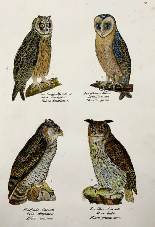 1830 Gufi, strix, ornitologia, Brodtmann, litografia in folio colorata a mano