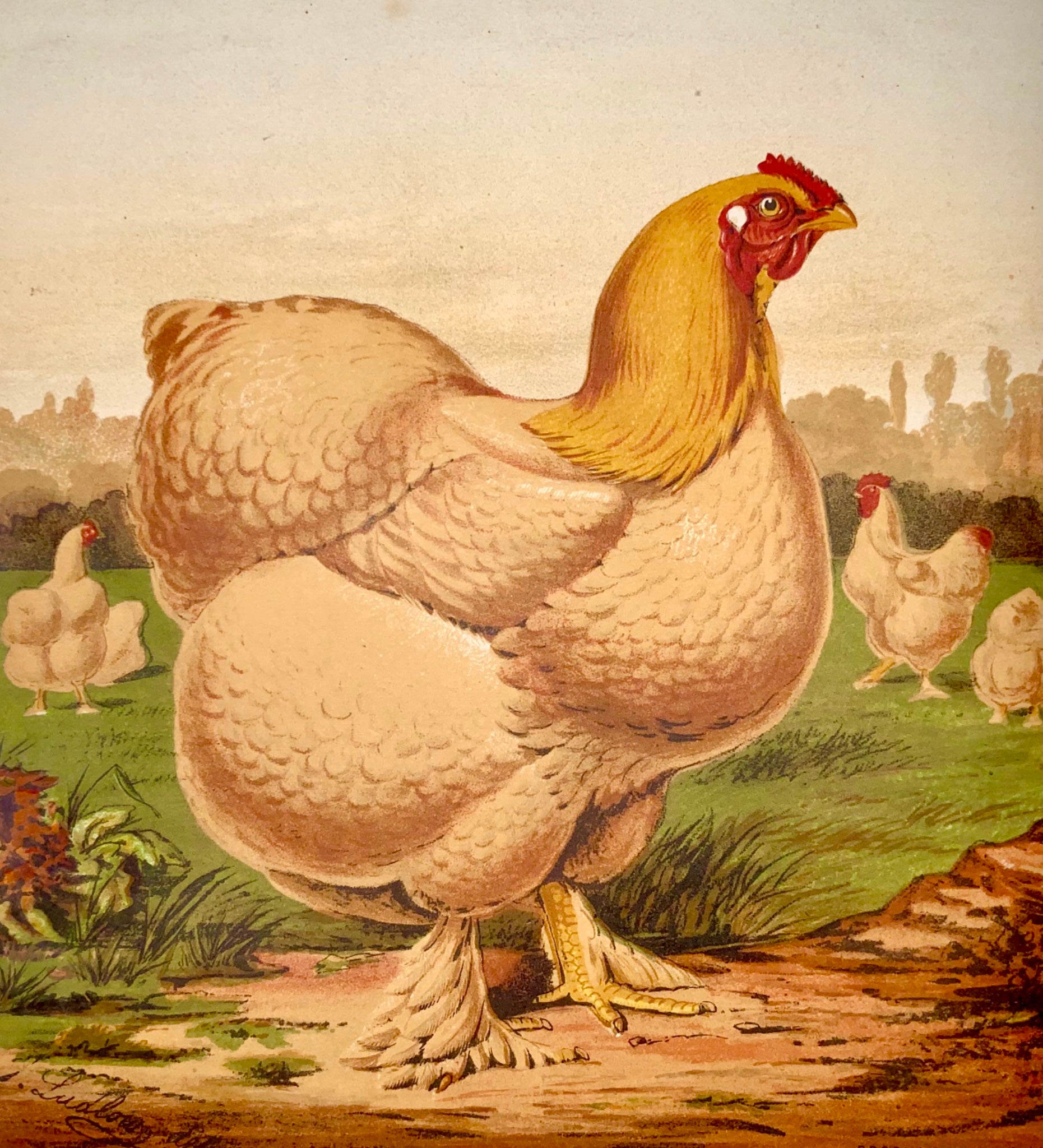 1873 First Issue - Ludlow for Wright COCHIN HEN Poultry quarto chromolithograph - Ornithology