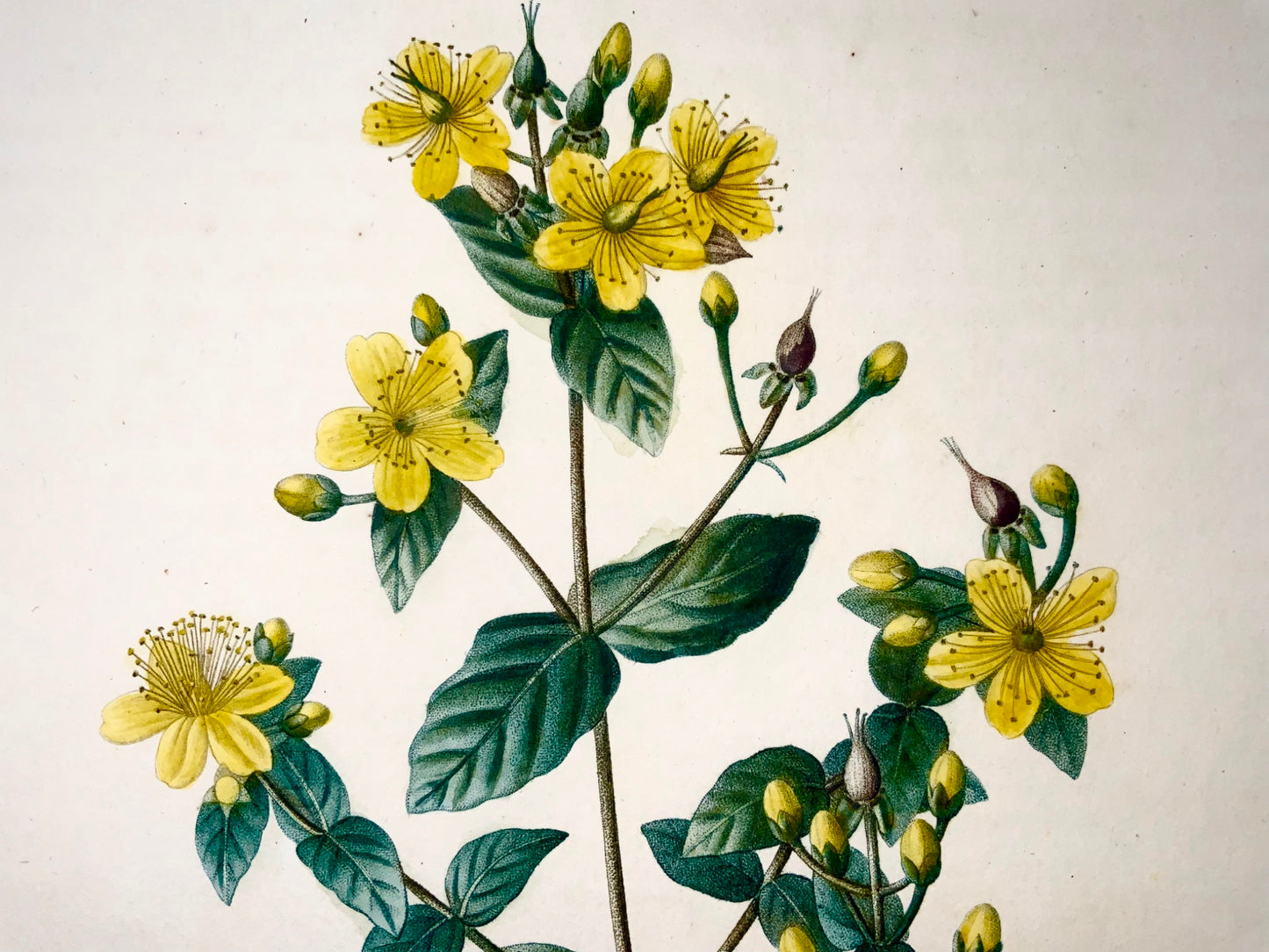 1801 St. John's Wort, Bessa, Gabriel, folio stipple engraving, hand finish, botany