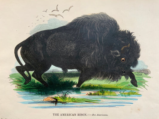 1845 AMERICAN BISON - Mammal - Josiah Wood Whymper (1813-1903) - large coloured woodcut